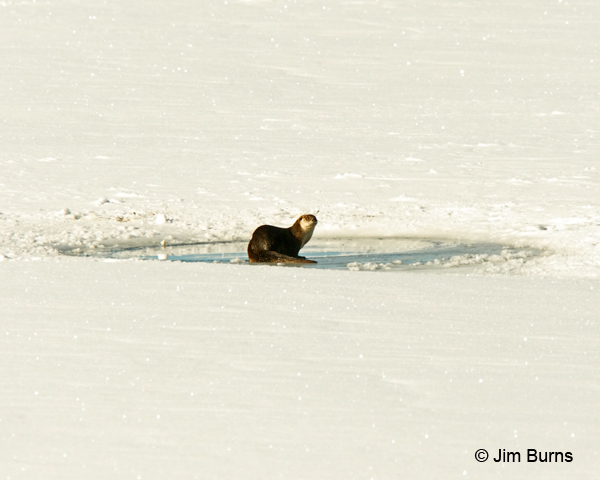 Northern River Otter