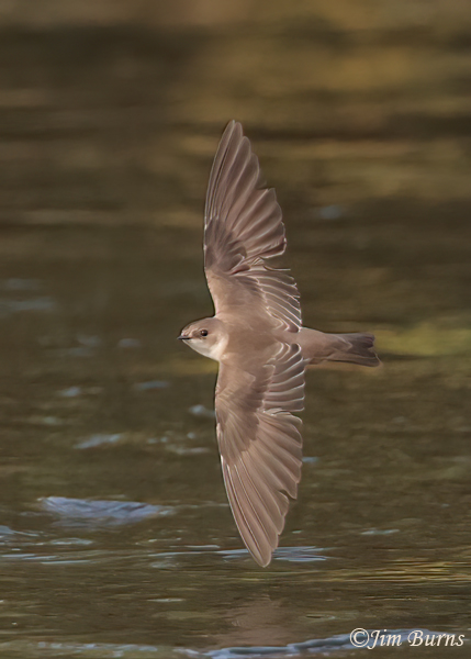 Northern Rough-winged Swallow--4365