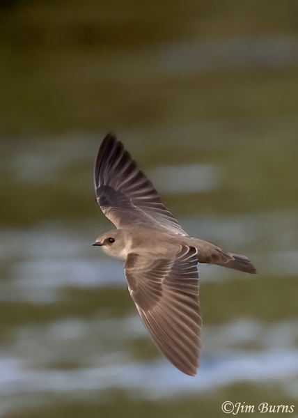Northern Rough-winged Swallow--4383