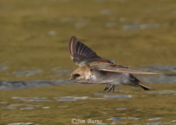 Northern Rough-winged Swallow--4506