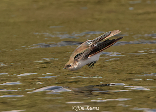 Northern Rough-winged Swallow--4507