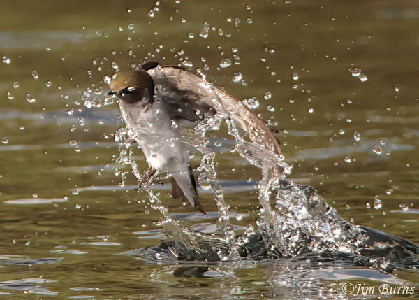 Northern Rough-winged Swallow--4511