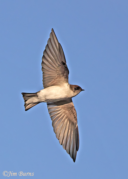 Northern Rough-winged Swallow ventral view wingspread--4630