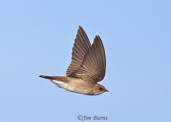 Northern Rough-winged Swallow ventral view--4802