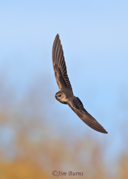 Northern Rough winged Swallow banking--4840