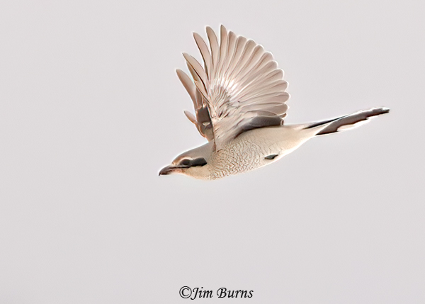 Northern Shrike immature in flight, upstroke--1631