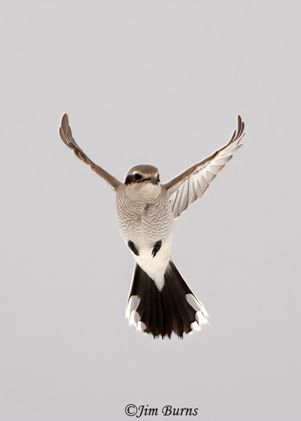 Northern Shrike juvenile hovering--1687