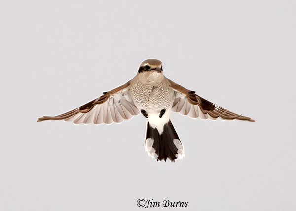 Northern Shrike juvenile hovering #3--1689