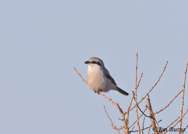Northern Shrike--6129