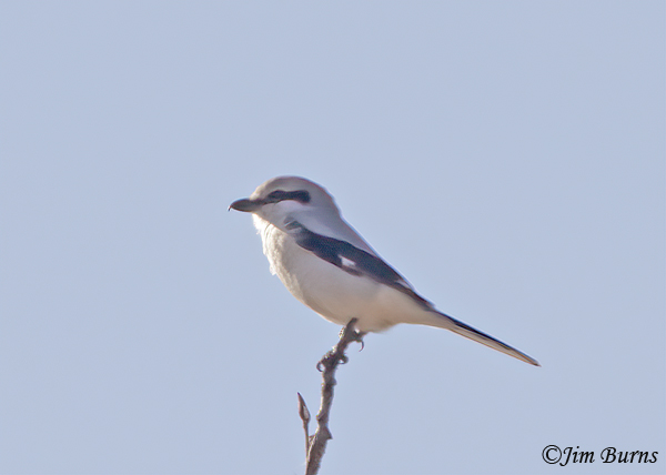 Northern Shrike teed up--6265