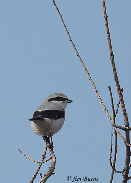 Northern Shrike dorsal view--6410