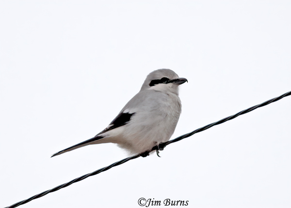 Northern Shrike on wire--6474