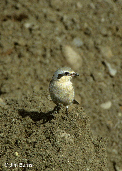 Northern Shrike immature