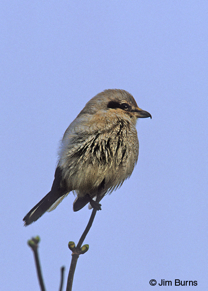 Northern Shrike juvenile