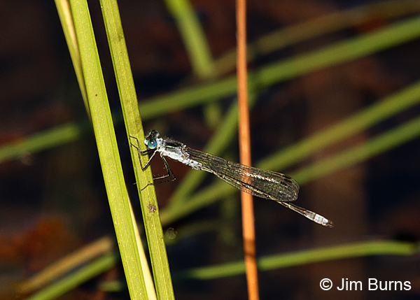 Northern Spreadwing male #2, Matanuska-Susitna Co., AK, August 2016