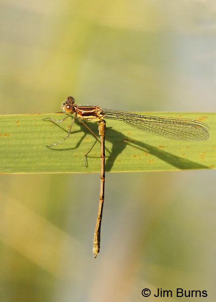 Northern Spreadwing teneral male, Lake Co., MN, July 2012