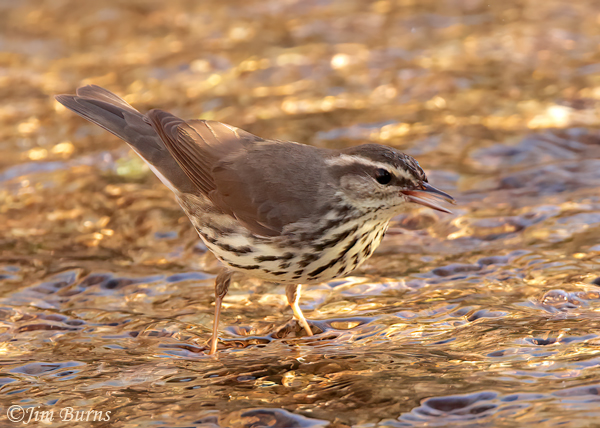 Northern Waterthrush calling--0788