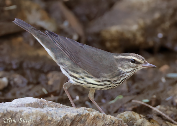 Northern Waterthrush in creekbed--3414