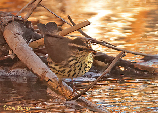 Northern Waterthrush sunset--8878