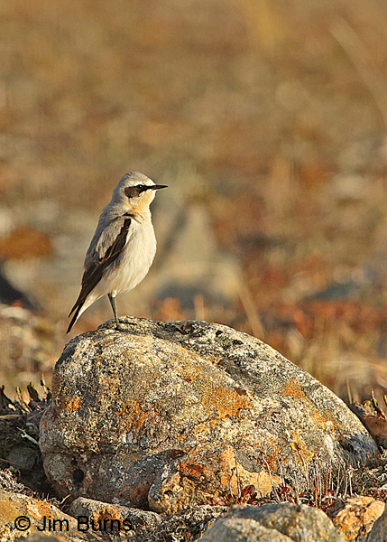 Northern Wheatear on tundra