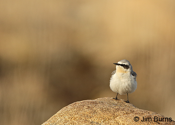 Northern Wheatear singing post