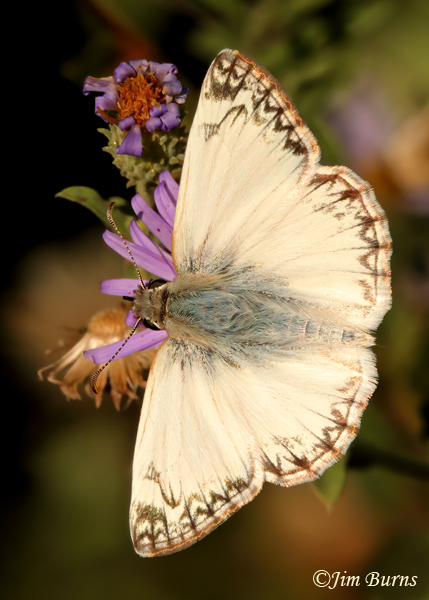Northern White-Skipper male, Arizona--4742