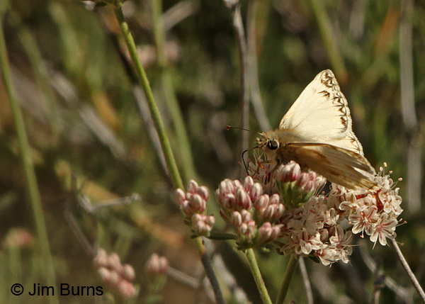 Northern White-Skipper male on Flat Top Buckwheat, Arizona