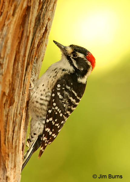 Nuttall's Woodpecker male portrait
