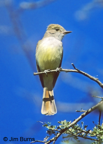Nutting's Flycatcher ventral