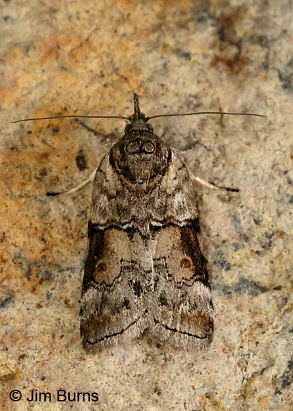 Nycteola fletcheri dorsal view, Arizona
