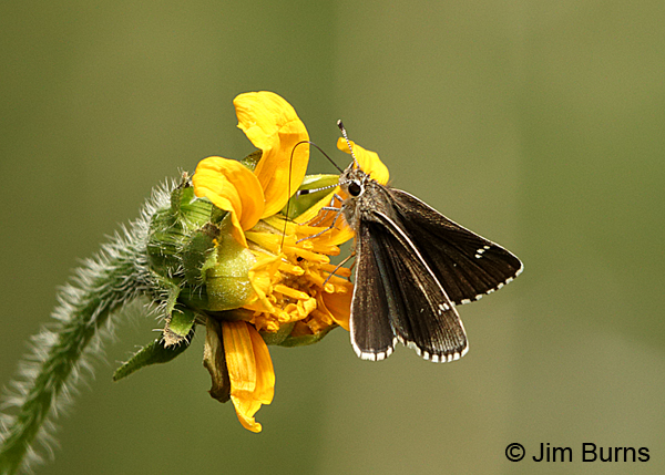 Nysa Roadside-Skipper, Arizona
