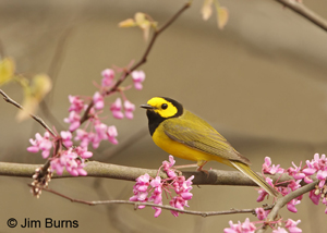 Hooded Warbler
