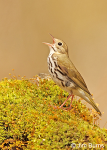 Ovenbird