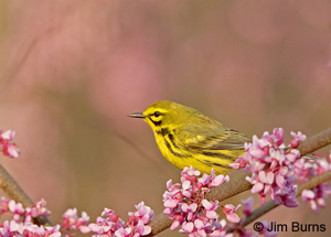 Prairie Warbler