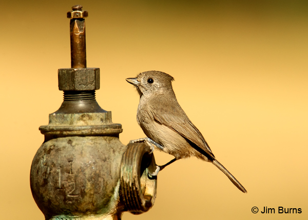 Oak Titmouse at water source