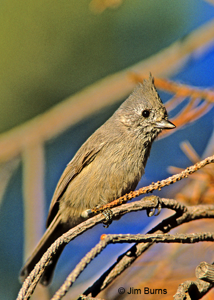 Oak Titmouse