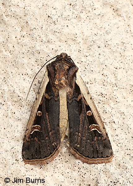 Obelisk Dart Moth, Arizona