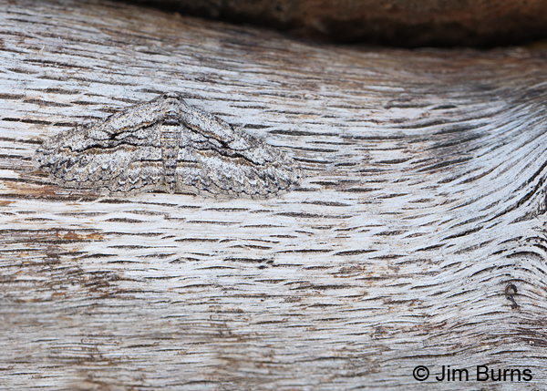 Oblique Looper Moth camouflage #2, Arizona