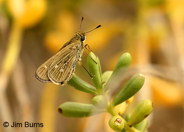 Obscure Skipper, Texas