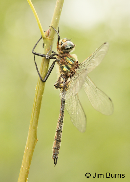 Ocellated Emerald male, Lake Co., MN, July 2012