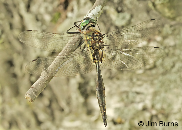 Ocellated Emerald male dorsal view, Essex Co., VT, July 2014