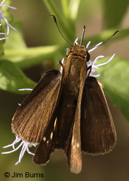 Ocola Skipper dorsal view, Texas