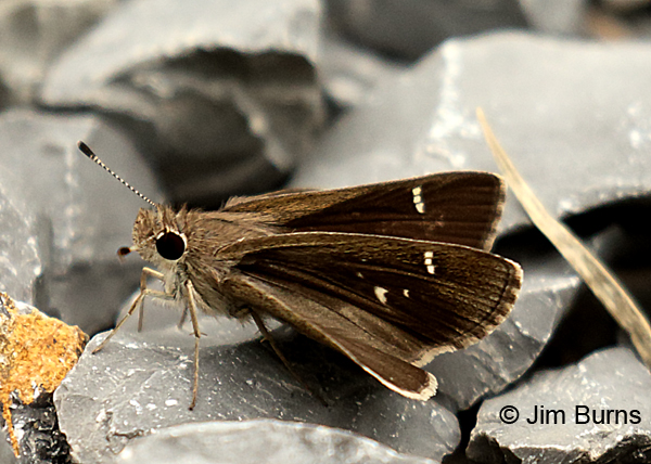 Ocola Skipper warming up on gravel, Texas
