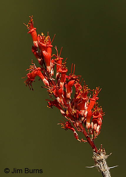 Ocotillo, Arizona