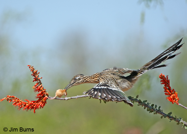 Ocotillo, rodent, roadrunner