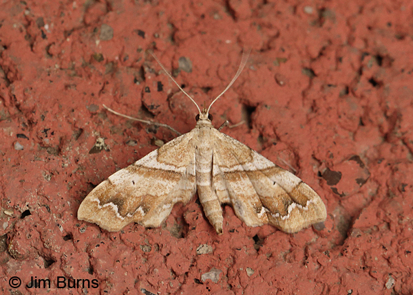 Odontoptila obrimo, Arizona