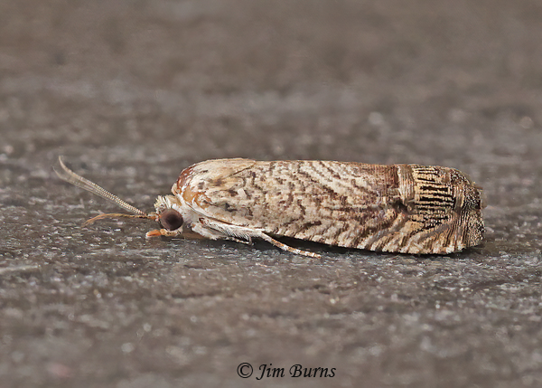 Ofatulena duodecemstriata, Arizona--1760