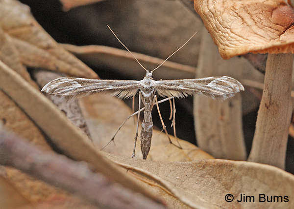 Oidaematophorus grisescens, Arizona