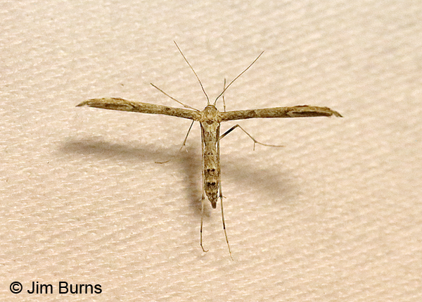 Oidaematophorus mathewianus, Arizona
