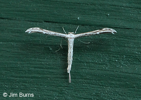 Oidaematophorus mathewianus #2, Arizona
